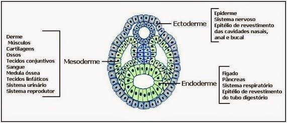 O Arquêntero é conhecido como o intestino primitivo e o celoma, cavidade revestida pelo mesoderma.