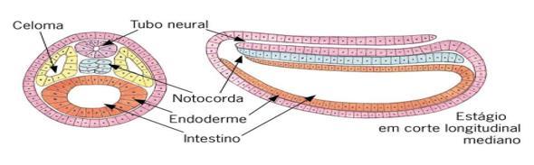 Biologia A região da qual o tubo neural se origina é chamado de placa neural, uma área espessa do ectoderma, e este processo se inicia por volta da terceira semana em torno do