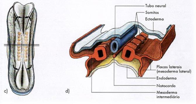 Biologia O sistema nervoso é dividido em: Sistema Nervoso Central (SNC): derivado do tubo neural; consiste em encéfalo e medula espinhal Sistema Nervoso Periférico (SNP): derivado da crista neural;