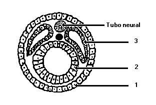Biologia 6. O esquema a seguir representa um corte transversal de um animal, mostrando os três folhetos embrionários básicos: I. O animal é um celomado. II.