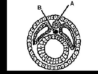 Biologia 9. O desenho a seguir representa o esquema de um embrião de cordado seccionado transversalmente.