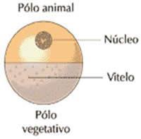 Biologia Tipos de ovos e segmentações Resumo Para a biologia, a definição de ovo se refere ao zigoto, que é formado pela união de dois gametas, ou seja, produzido pela fertilização entre duas células