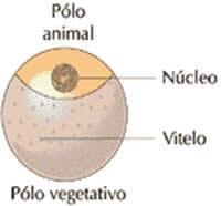Dependendo da quantidade de vitelo e da forma como ele está distribuído, os ovos podem ser classificados em quatro grupos principais: Ovo oligolécito ou isolécito: possui pouco vitelo, que fica