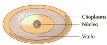 Biologia Ovo centrolécito: possui o vitelo circundando o núcleo. É encontrado nos artrópodes.
