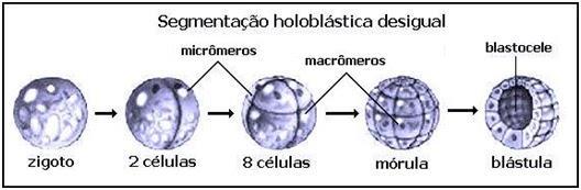 Pode ser classificada ainda em dois subtipos: Na holoblástica igual, que ocorre em ovos oligolécitos, é observada uma divisão que as células