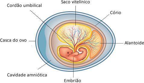 Biologia Anexos embrionários Anexos embrionários não fazem parte do corpo do embrião, mas derivam dos folhetos embrionários e auxiliam no desenvolvimento e proteção do embrião.