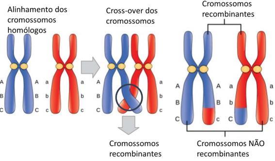 Isso faz com que seu material genético se altere ao longo do tempo e, principalmente, faz com que indivíduos da mesma espécie não sejam geneticamente iguais entre si.