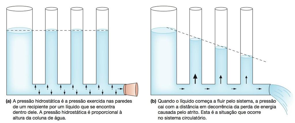 VASOS SANGUÍNEOS A diferença de pressão arterial dentro do sistema