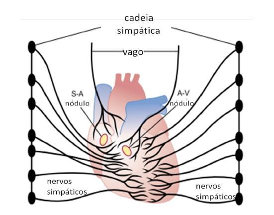 CÉLULAS MARCAPASSO Aumenta a saída de K+ e diminui