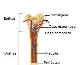 Estrutura dos ossos - Ossos: formados por tecido compacto + tecido esponjoso e