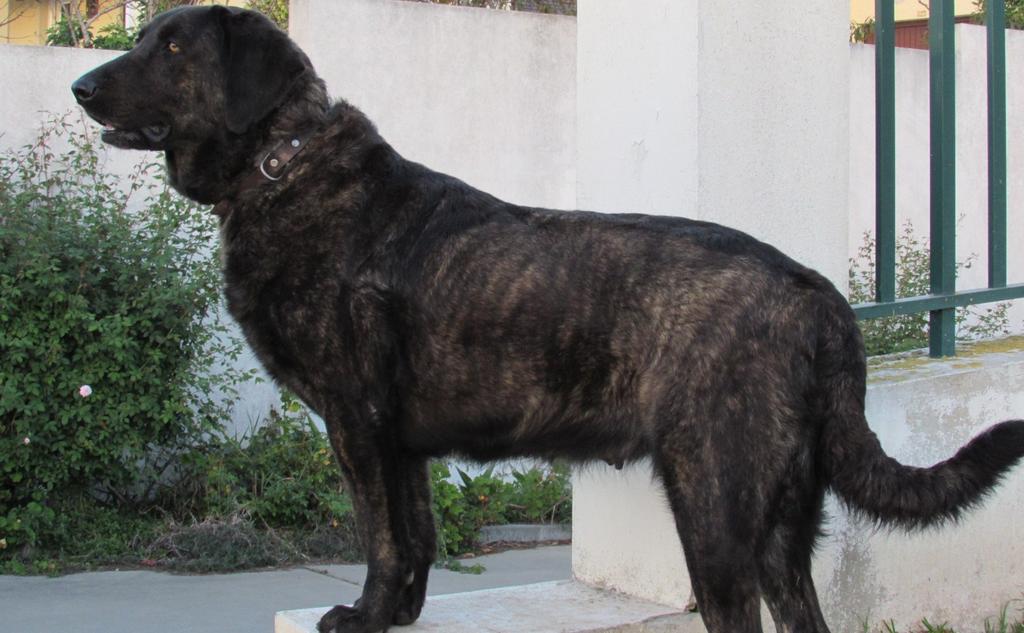 De uma coisa estou seguro, com cães ou sem cães poderão contar sempre com a minha intervenção em defesa do cão de castro laboreiro e tudo continuarei a fazer em prol da mesma.