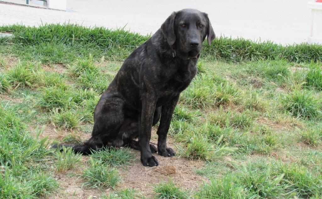 Sendo 13 as raças caninas portuguesas (cão da serra da estrela, cão de água português, cão de gado transmontano, perdigueiro português, cão de castro laboreiro, cão de fila de s.