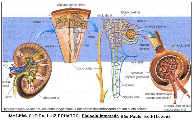 Fisiologia da