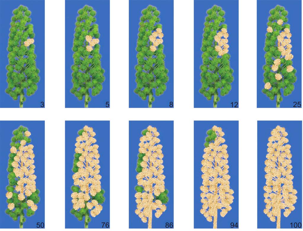 A.A.B. Sussel et al. Erro absoluto FIGURA 1 - Escala diagramática de severidade do mofo cinzento causado por Amphobotris ricini, em cachos de mamona.