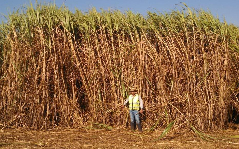 Fundamental: assegurar baixo custo de produção e que possua aptidão para ser