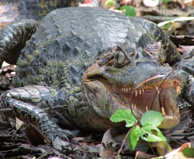 4 Avaliação do risco de extinção do jacaré-tinga Caiman crocodilus (Linnaeus, 1758) no Brasil Izeni Pires Farias 1, Boris Marioni 2, Luciano M. Verdade 3, Luís Bassetti 3, Marcos E.