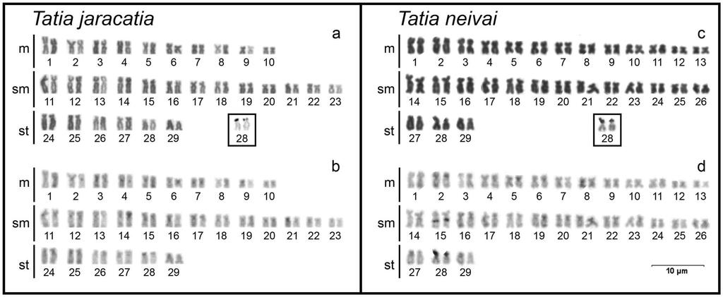 Capítulo III Análise cromossômica em duas espécies do gênero Tatia 87 Figuras Figura 1 Cariótipos de Tatia jaracatia (a, b) e Tatia neivai