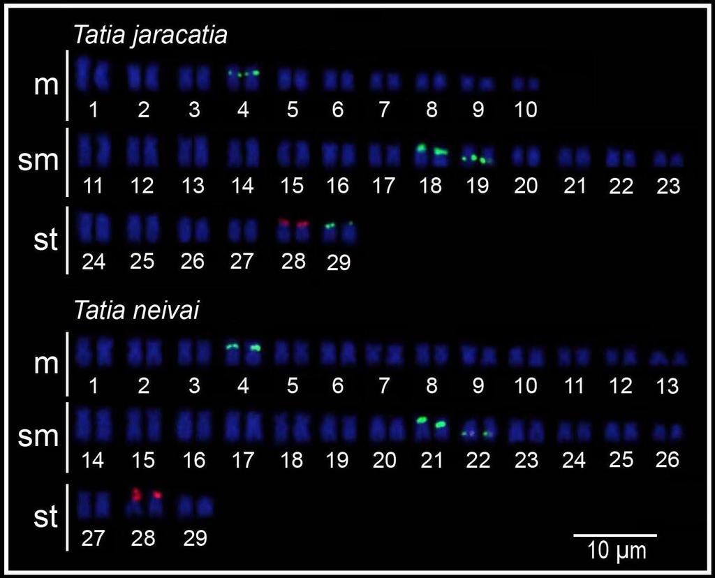 Capítulo III Análise cromossômica em duas espécies do gênero Tatia 88 Figura 2 Cariótipos de