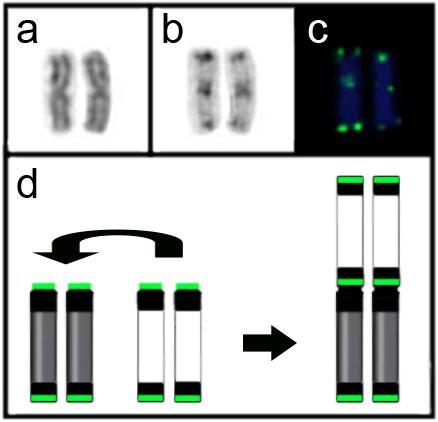 Metáfases de Ageneiosus inermis hibridizados com (b) sequência telomérica [TTAGGG] n e (d) repetições [GATA] n.