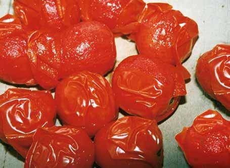 Sistema de descascamento de tomates Tomates deixando a válvula extratora após escaldadura e resfriamento