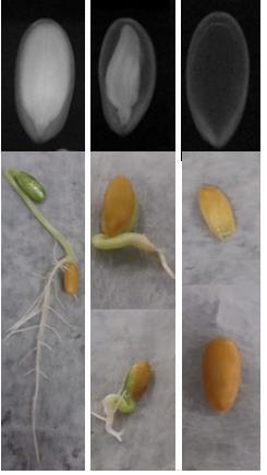 colhidas aos 60 DAA e não armazenadas, de frutos de melão amarelo, cultivar Anton. A B C Figura 2.