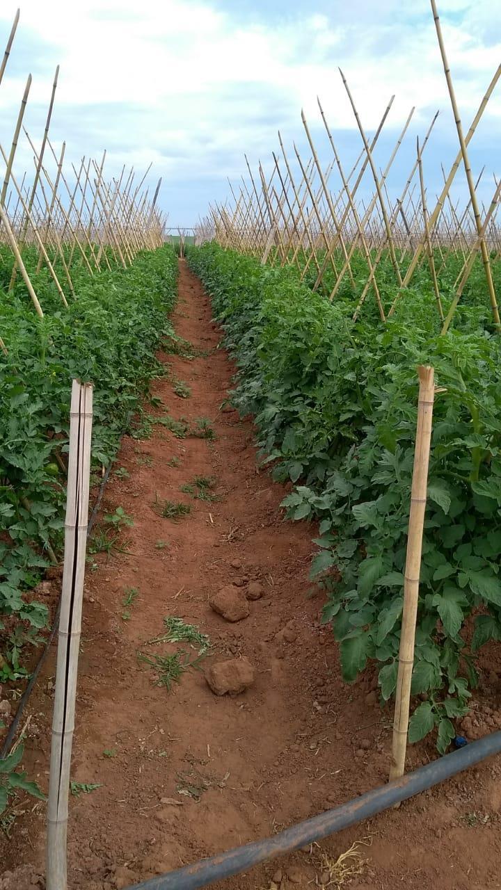 15 DE MAIO DE 2018: 5ª Aplicação. As plantas afetadas por fitotoxidez (Fotos 17 a 20) receberam quatro aplicações dos produtos: duas via drench e duas via pulverização foliar.