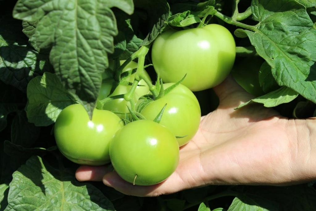 250 kg por hectare (ou 12,25%) em ralação à área controle.