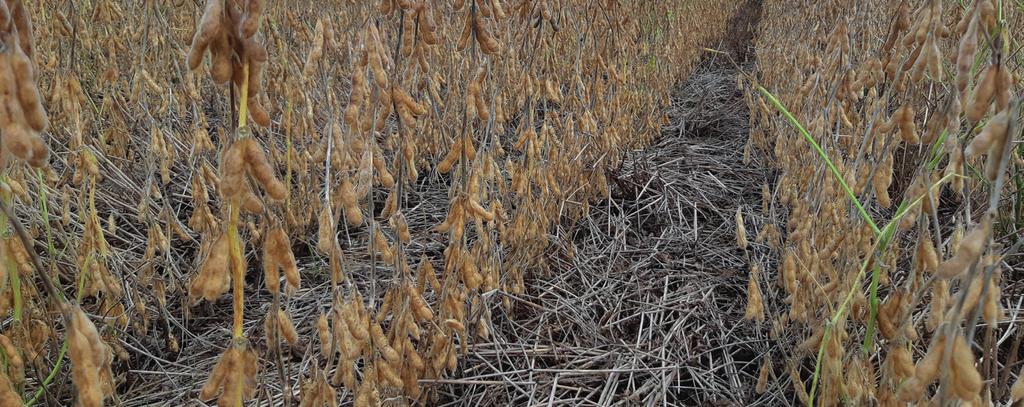 Neste caso, os grãos estavam bem formados, pesando na faixa de 160 g por 1000 sementes, permitindo estimativas mais otimistas de produção no final, com produtividade esperada superior aos 55 sacos