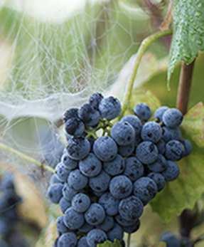 Criado numa casa agrícola, aí se estabeleceu em 1914 no comércio de vinho, azeite e cereais.