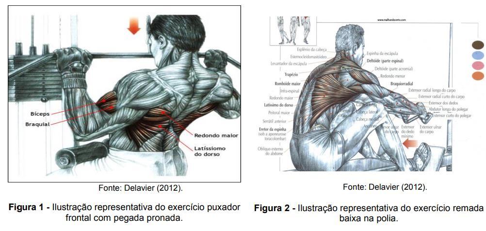 musculação EMG Bíceps