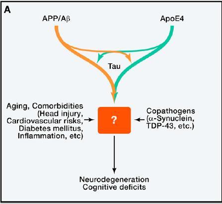 iremos ver melhor mais a frente. [12] A neurodegenerescência que acompanha/precede a Doença de Alzheimer está assente em anormalidades que ocorrem tanto a nível bioquímico, molecular e celular.