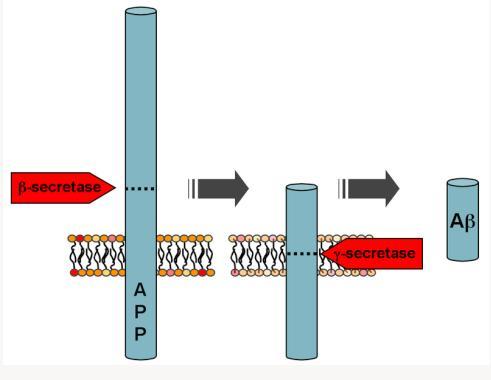 determinar. Mas vamos perceber, de forma breve, em como estes fatores afetam o desenvolvimento da doença de Alzheimer. [4] a. Genéticos i.