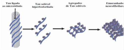 2) ApoE4 facilita diretamente a entrada de Aβ na célula e a sua subsequente agregação; aumenta também a taxa de produção de Aβ (Figura 4) através do aumento do colesterol celular [6] iii.