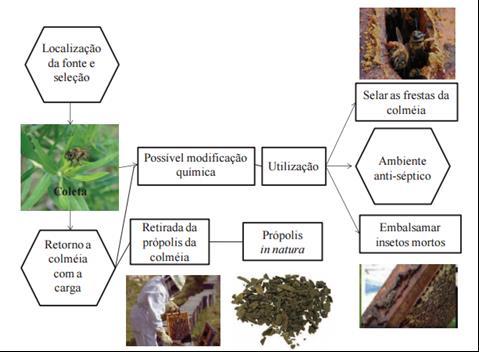 24 Figura 2: Esquema de produção e utilização da própolis pelas abelhas. Fonte: Kolc (2014, p. 05).