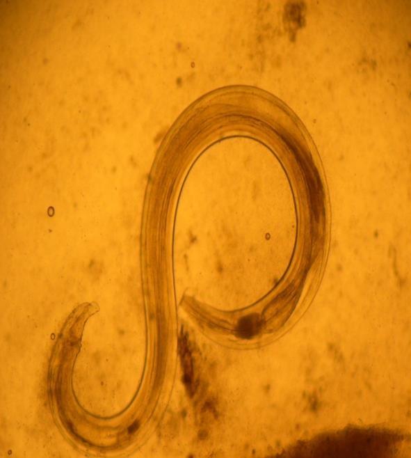 Syphacia obvelata. Figura 13 Ovo de endoparasito oxiurídeo Aspiculuris tetraptera. Microscopia óptica.