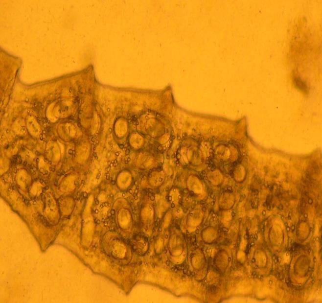 03. 2.5.2.4 Giardia muris Os protozoários do gênero Giardia são parasitas de distribuição cosmopolita e podem infectar vários hospedeiros entre os quais mamíferos domésticos e silvestres.