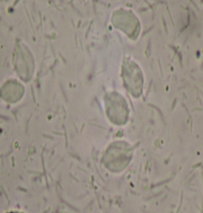 48 Figura 18 Trofozoíto de protozoário endoparasito Tritrichomonas muris. Microscopia óptica. Aumento de 400x Fonte: CECAL,2004. 2.5.2.7 Entamoeba muris A E.
