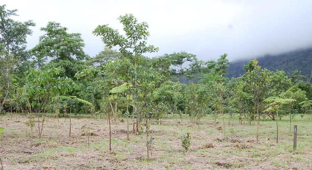 Por que plantios de restauração são