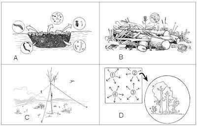 1999) - Ilhas de vegetação (Holl et al. 2010) - No Brasil, plantio e poleiros (Reis et al.