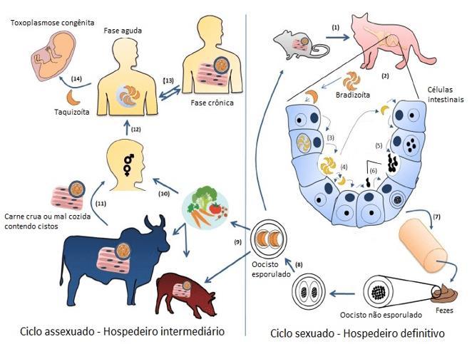 16 Figura 4 - Ciclo evolutivo de Toxoplasma gondii: (1) Felinos são os hospedeiros definitivos; (2) Rompimento de cistos e infecção de células intestinais; (3) Formação de merozoítos; (4,5) Início da