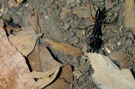 insetos Diversos outros representantes da subfamília das Myrmicinae estão presentes na Reserva, como três espécies do gênero Carebara (incluindo Carebara urichi), cujas operárias medem de 1 a 4 mm