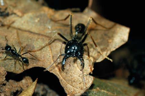 Por sua vez, Linepithema leucomelas é uma espécie discreta, amarela, que forrageia no sub-bosque da floresta. Subfamília Dorylinae As colônias de Dorylinae podem atingir milhões de indivíduos.