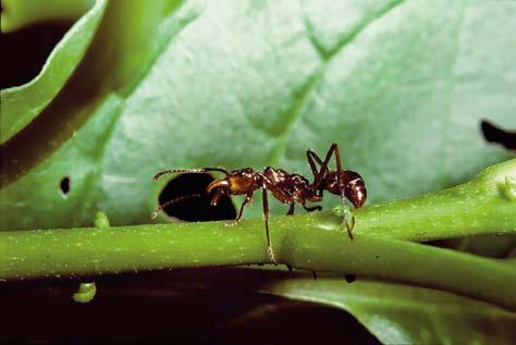 insetos presas de outras formigas, num tipo de comportamento conhecido como cleptoparasitismo. 6.6.8.4. Operária de Ectatomma tuberculatum.