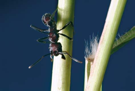 raízes das árvores da floresta, assim como as diminutas Brachymyrmex, que formam pequenas colônias no chão e pouco se sabe de sua biologia.