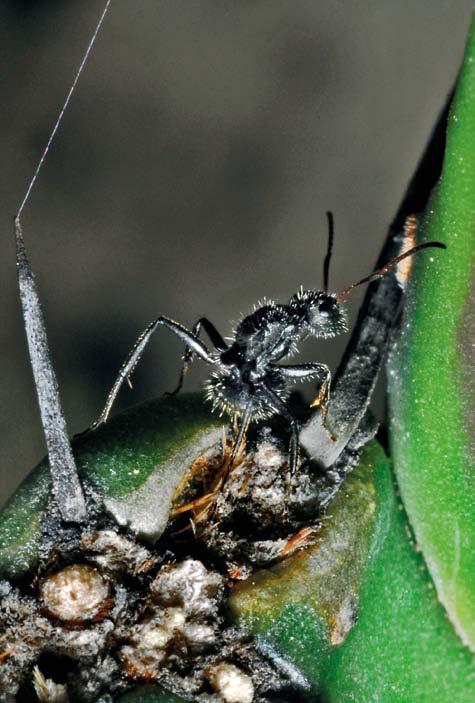 formigas (hymenoptera) da Reserva biológica de pedra talhada 6.6.8 6.6.8.9. Formigueiro de Camponotus textor (Formiga-tecelã).