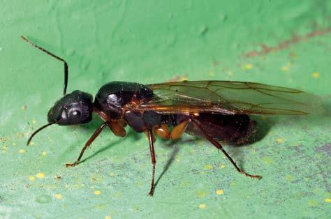 Assim como as Camponotus, as Nylanderia se alimentam essencialmente de substâncias líquidas, como por exemplo, néctares extraflorais ou excreções açucaradas de insetos sugadores. 6.6.8.7.