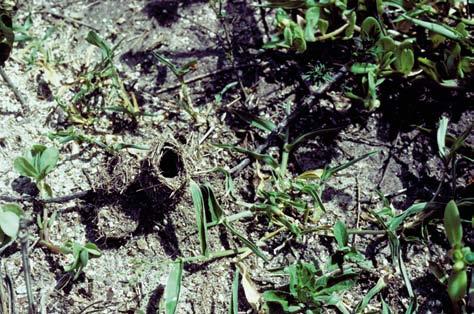 insetos da colônia para forragear na hora do crepúsculo. Sua atividade principal é de cortar material vegetal fresco, em particular folhas, nas árvores (6.6.8.