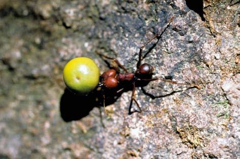 6.8.10), A. niger, Apterostigma acre, Cyphomyrmex rimosus, C. transversus, Mycocepurus goeldii, M. smithii, Myrmicocrypta sp., Sericomyrmex luederwaldti, Trachymyrmex sp.