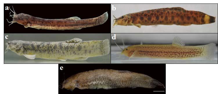 Materiais e Métodos 9 Figura 2: Fotos de exemplares das espécies analisadas. (a) Trichomycterus iheringi; (b) T. diabolus; (c) T. zonatus; (d) Trichomycterus cf. mimonha; (e) Trichomycterus sp.