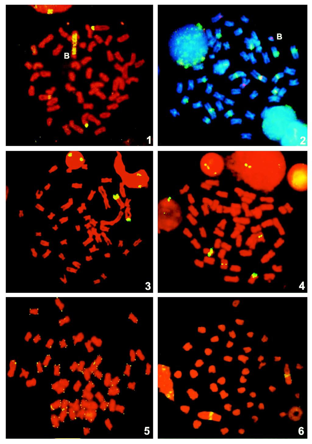 68 FISH Conceitos e Aplicações na Citogenética Figuras 3.1 a 3.6 Localização do DNA satélite As51 em Astyanax scabripinnis (3.1) indicando o macrocromossomo B.